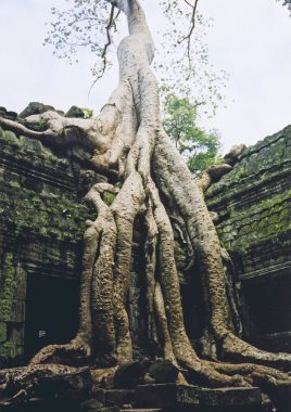 Angkor wat