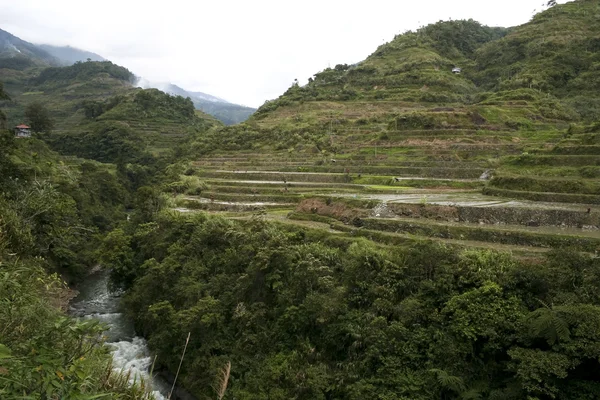 Ifugao op het eiland rijst terrassen luzon — Stockfoto