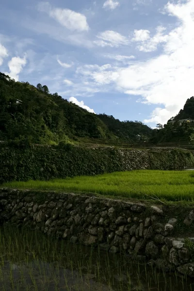 Ifugao terrazas de arroz banaue —  Fotos de Stock