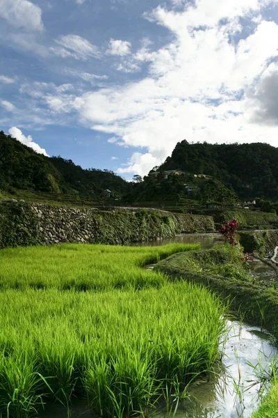 Ifugao arroz terraços banaue — Fotografia de Stock