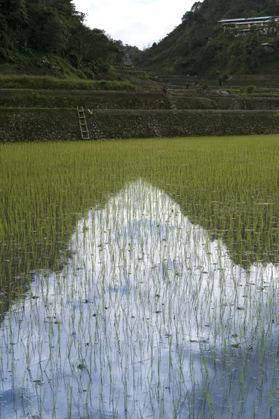 Ifugao op het eiland rijst terrassen banaue — Stockfoto