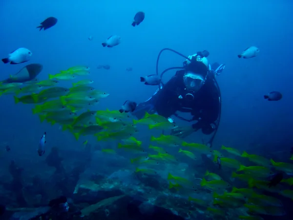 Aquarium duiker — Stockfoto