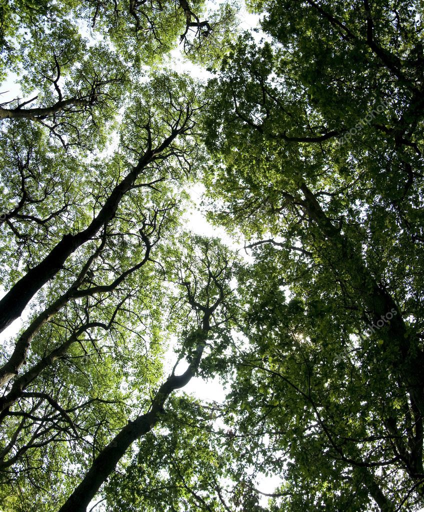 Ashridge trees overhead Stock Photo by ©donsimon 2793201