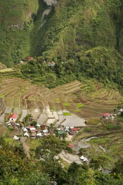 Batad rice terraces ifugao philippines clipart