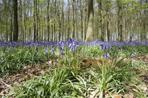 Florestas de sino azul inglês — Fotografia de Stock