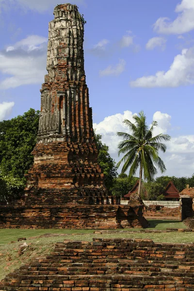 Ayutthaya palm — Stok fotoğraf