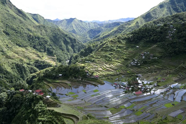 Ifugao tarasy ryżowe — Zdjęcie stockowe