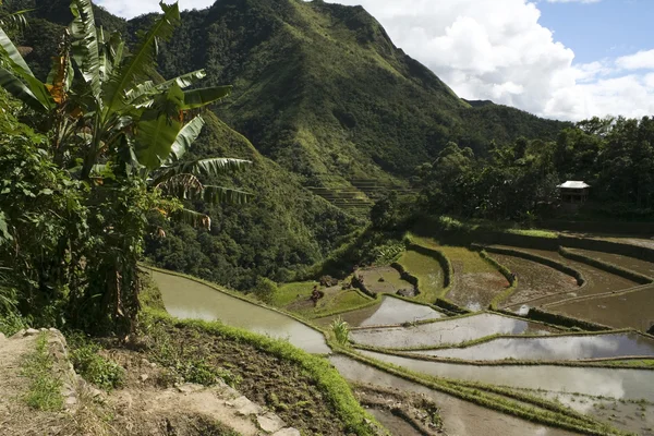 Terraços de arroz Ifugao batad philipppines — Fotografia de Stock