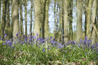 Bluebell woods clipart