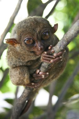 Bohol tarsier
