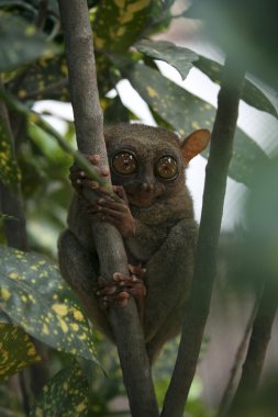 Bohol tarsier