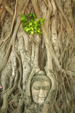 buddhas head in tree roots, Wat Mahathat temple, Ayutthaya clipart