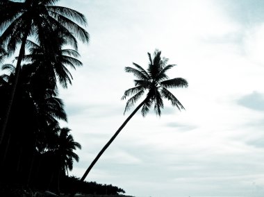palmiye siluet