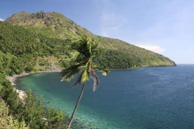 Camiguin island palm tree volcanic costaline clipart