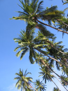 Palm gölgelik