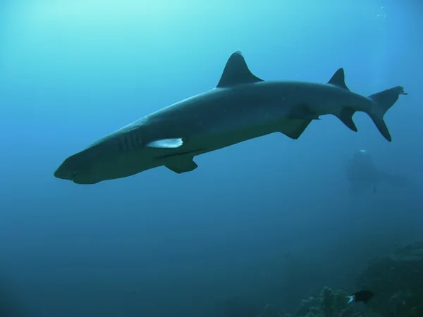 stock image Shark diver