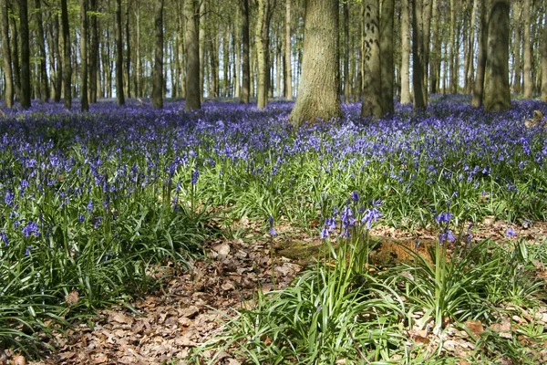 Bosques de primavera bluebell — Foto de Stock