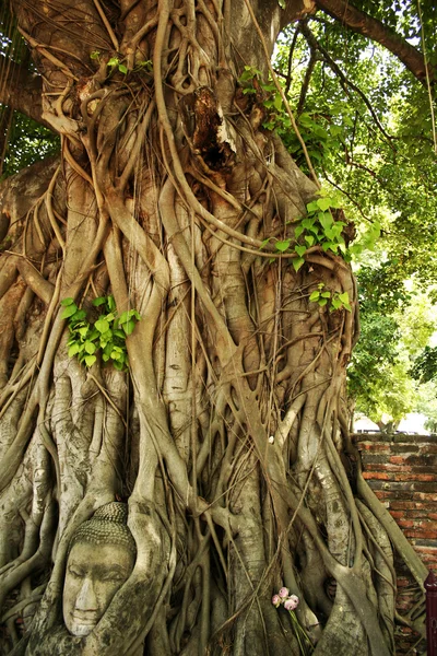 Cabeça de buddhas em raízes de árvore de Bodhi Wat Mahathat, Ayutthaya — Fotografia de Stock