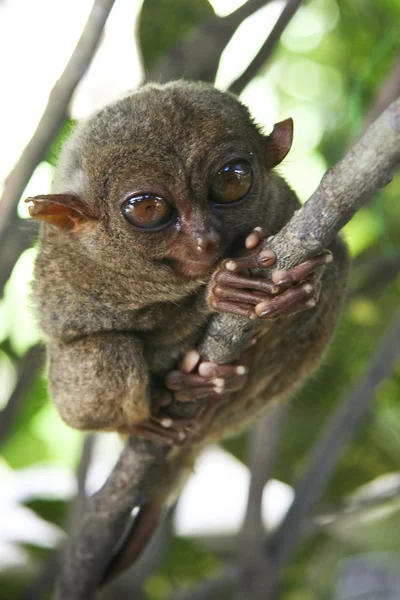 Bohol tarsier — Stock Photo, Image