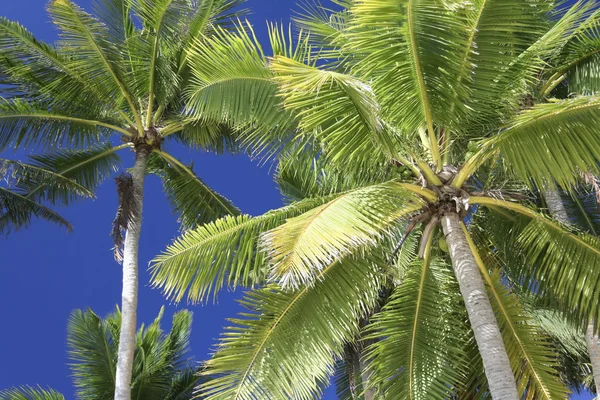 Modrá obloha palm — Stock fotografie