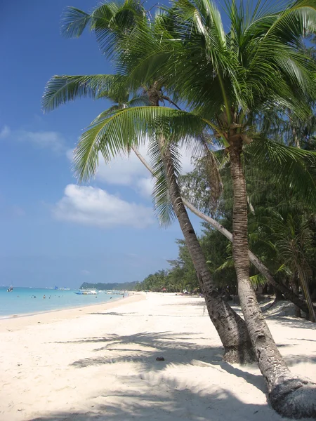 Palmiers de Boracay — Photo