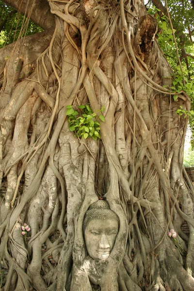 Buda baş banyan ağacı