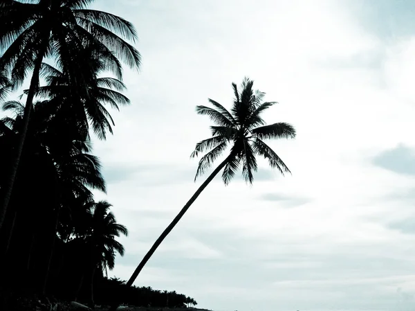 Palmiye siluet — Stok fotoğraf