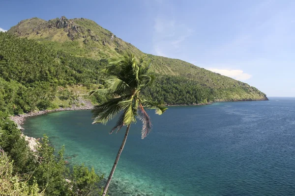 Camiguin island palm tree volcanic costaline — Stock Photo, Image
