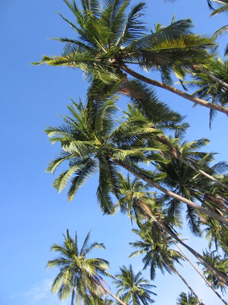 Canopée des palmiers — Photo