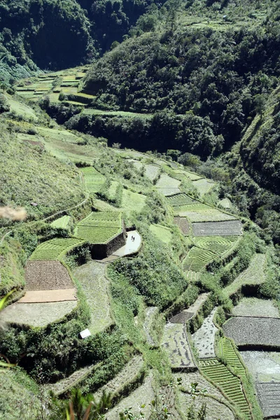 Agricultura cordilheira central perto de Baguio nas Filipinas — Fotografia de Stock