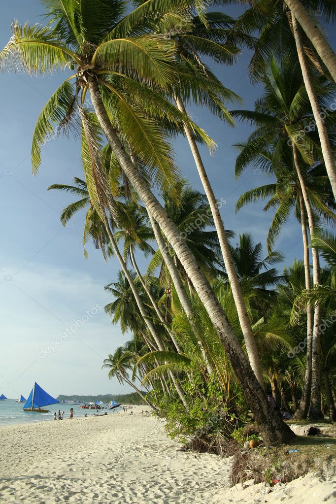 Boracay island beach palm trees Stock Photo by ©donsimon 2811945