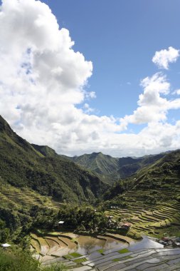Ifugao rice terraces clipart