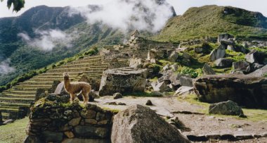 Alpaca machi picchu ruins peru clipart