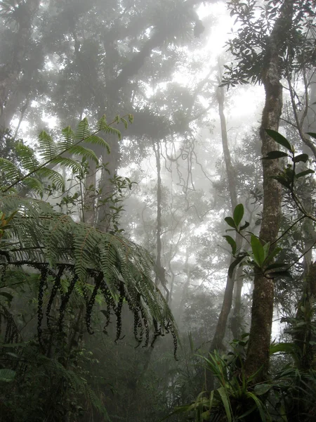 Bosque nuboso — Foto de Stock