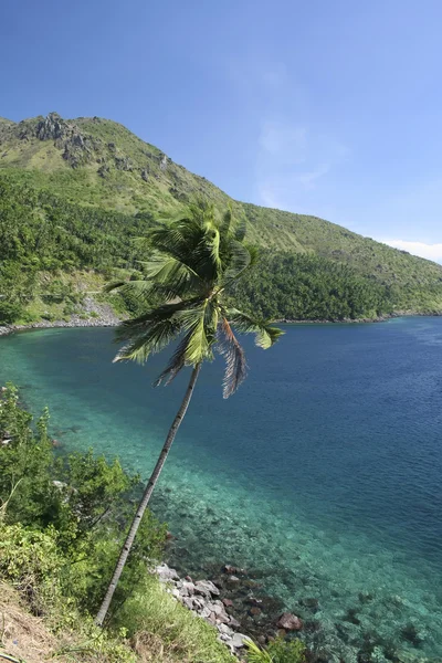 Camiguin palm