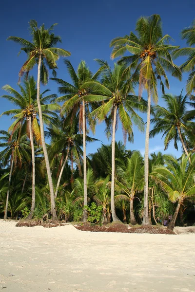 Palmas de Boracay — Foto de Stock