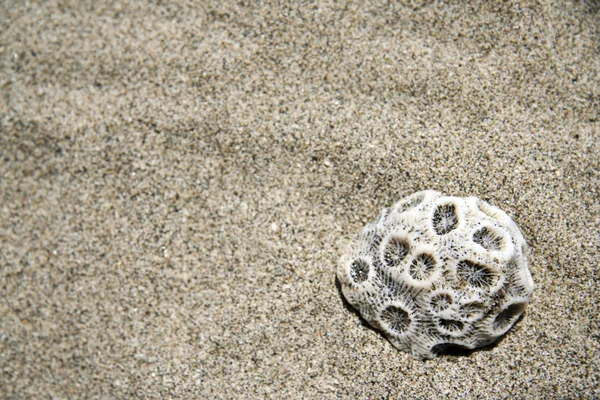 Коралловый пляж — стоковое фото