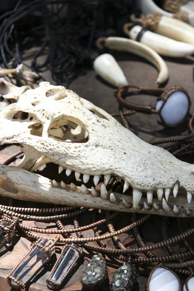 Крокодиловый череп — стоковое фото