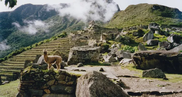 Alpaca machi picchu ruínas peru Imagens De Bancos De Imagens