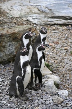 Humboldt penguins clipart