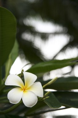 Frangipani çiçek