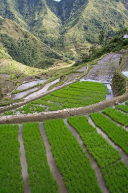Ifugao Rice terraces batad philippines clipart