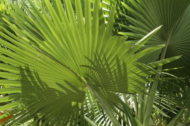 Tropical vegetation clipart
