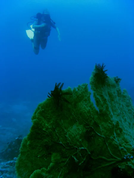 サンゴのダイバー — ストック写真