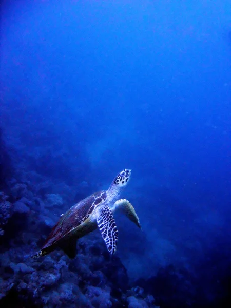 Riffschildkröte — Stockfoto