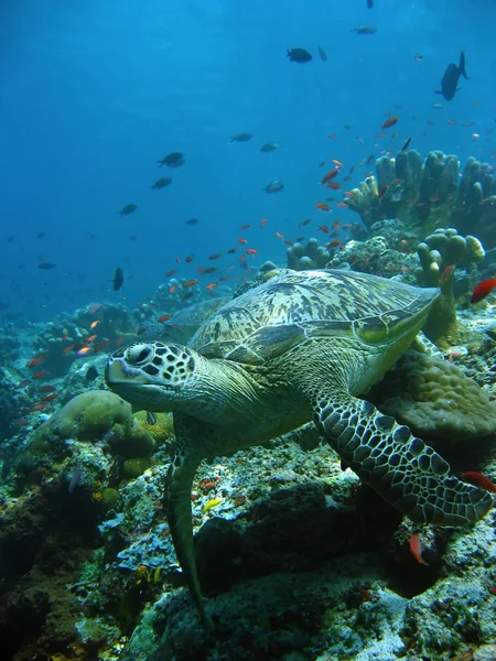 Tartaruga de recife — Fotografia de Stock