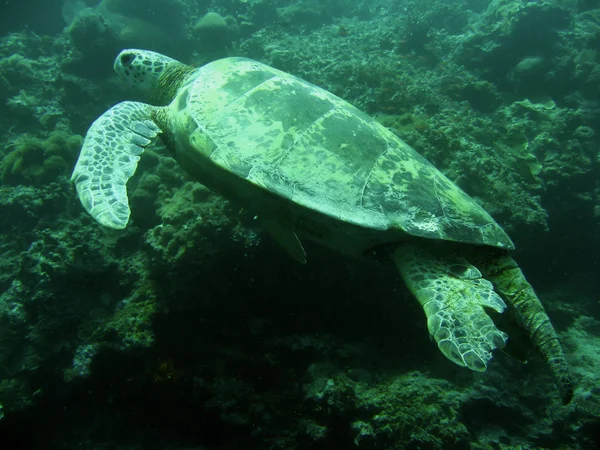 Grüne Schildkröte — Stockfoto