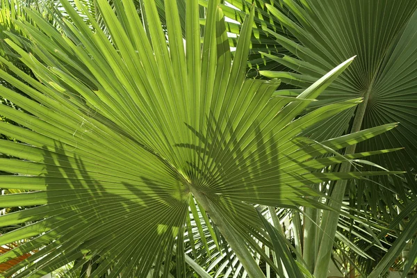 Tropikalnej roślinności — Zdjęcie stockowe