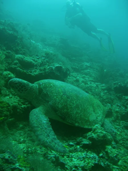 Turtle diver — Stock Photo, Image