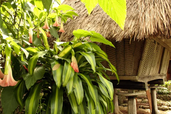 Ifugao op het eiland hut — Stockfoto